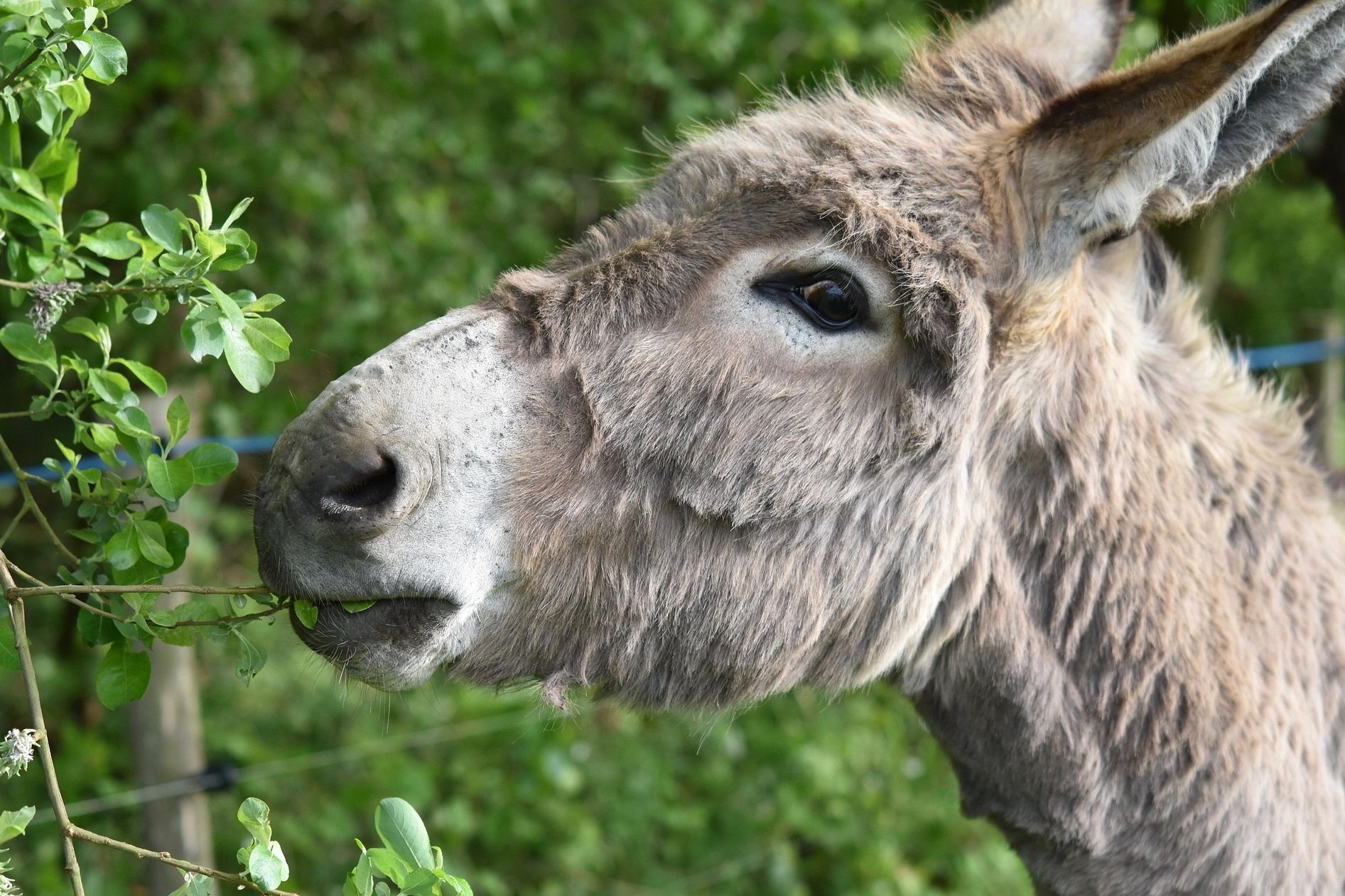 Palmsonntag für Familien