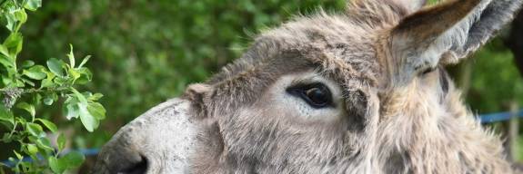Palmsonntag für Familien
