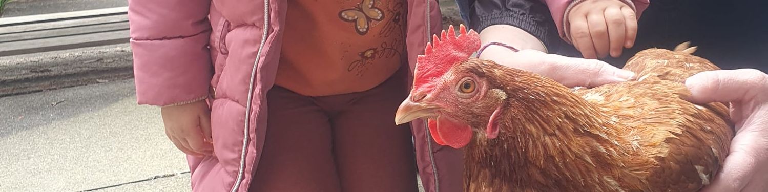 Die Hühner ziehen ein