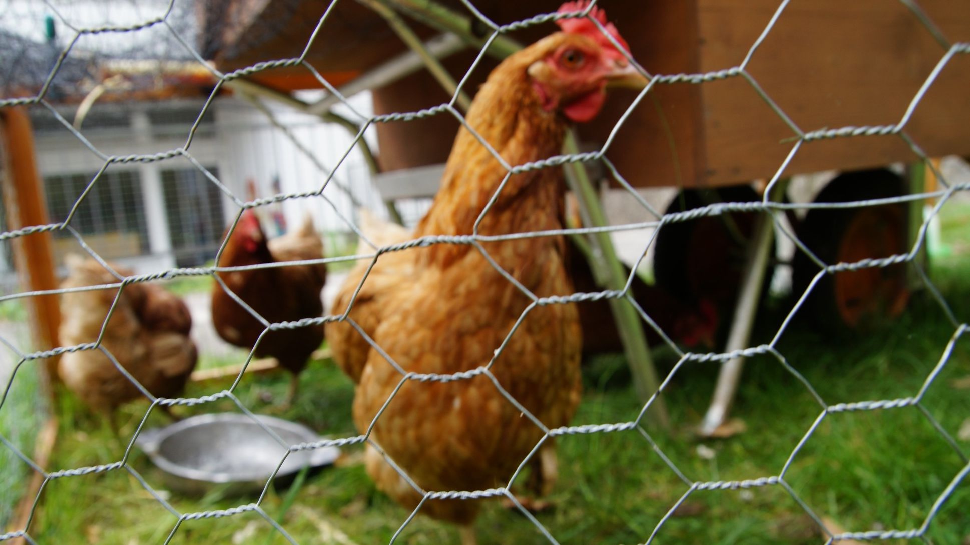Hühner ziehen ein