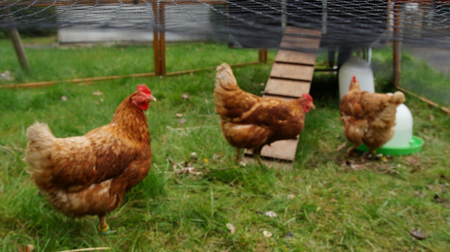 Die Hühner ziehen ein