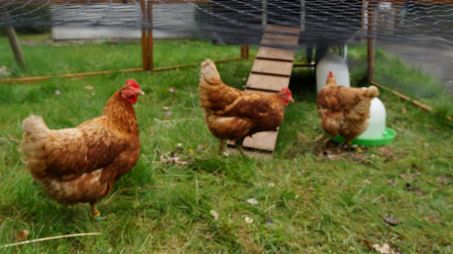 Hühner ziehen ein
