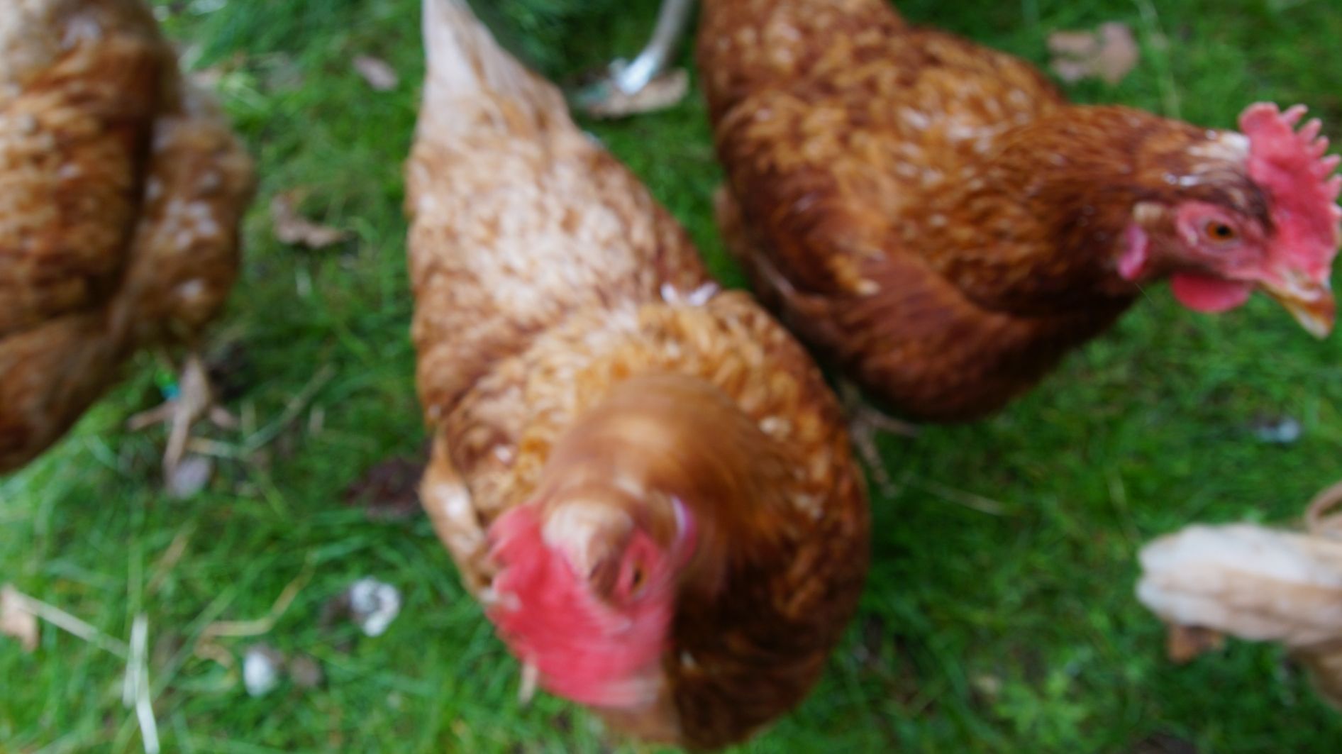 Hühner ziehen ein